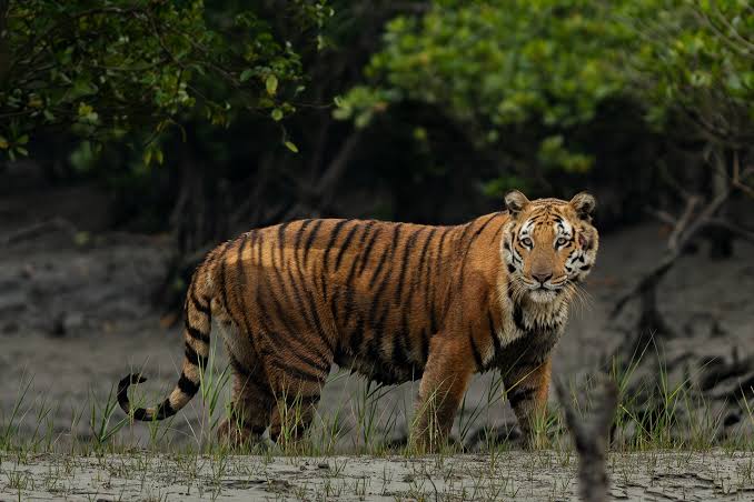 টাইগার পয়েন্ট